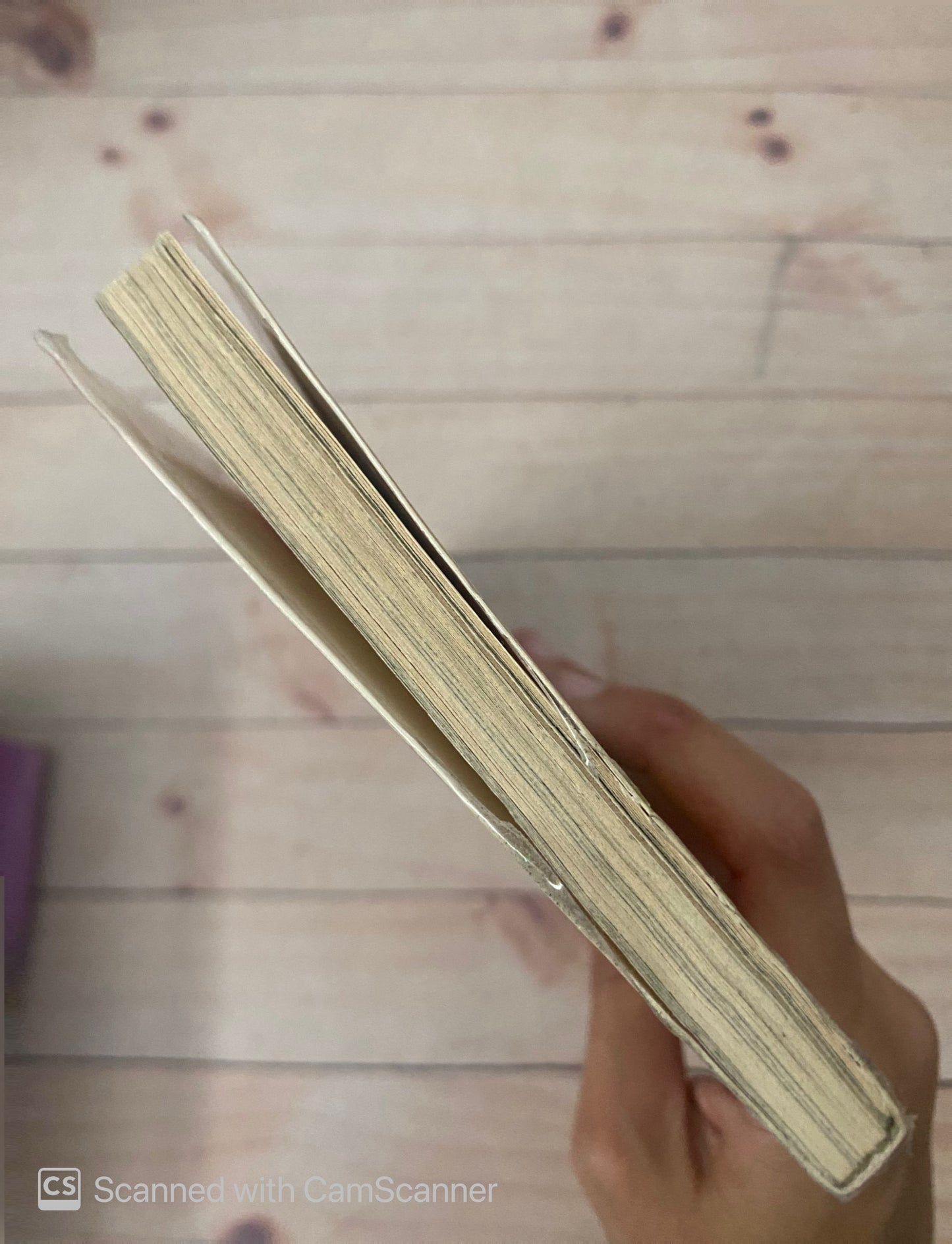 Arañas de casa | Freddy Goncalves