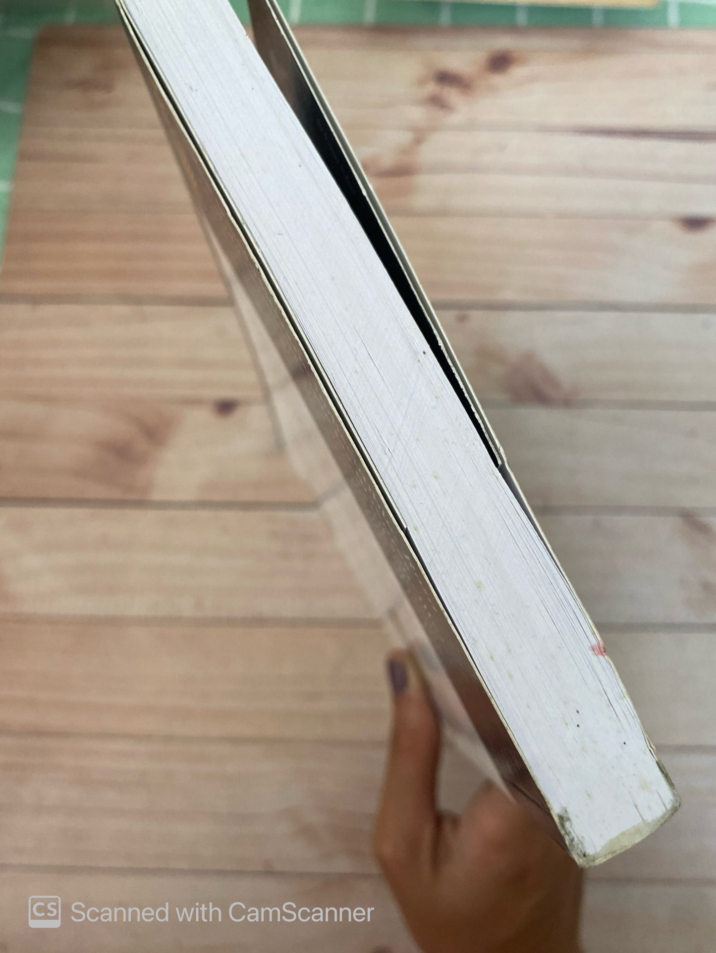 Rosa candida | Audur Ava Ólafsdóttir