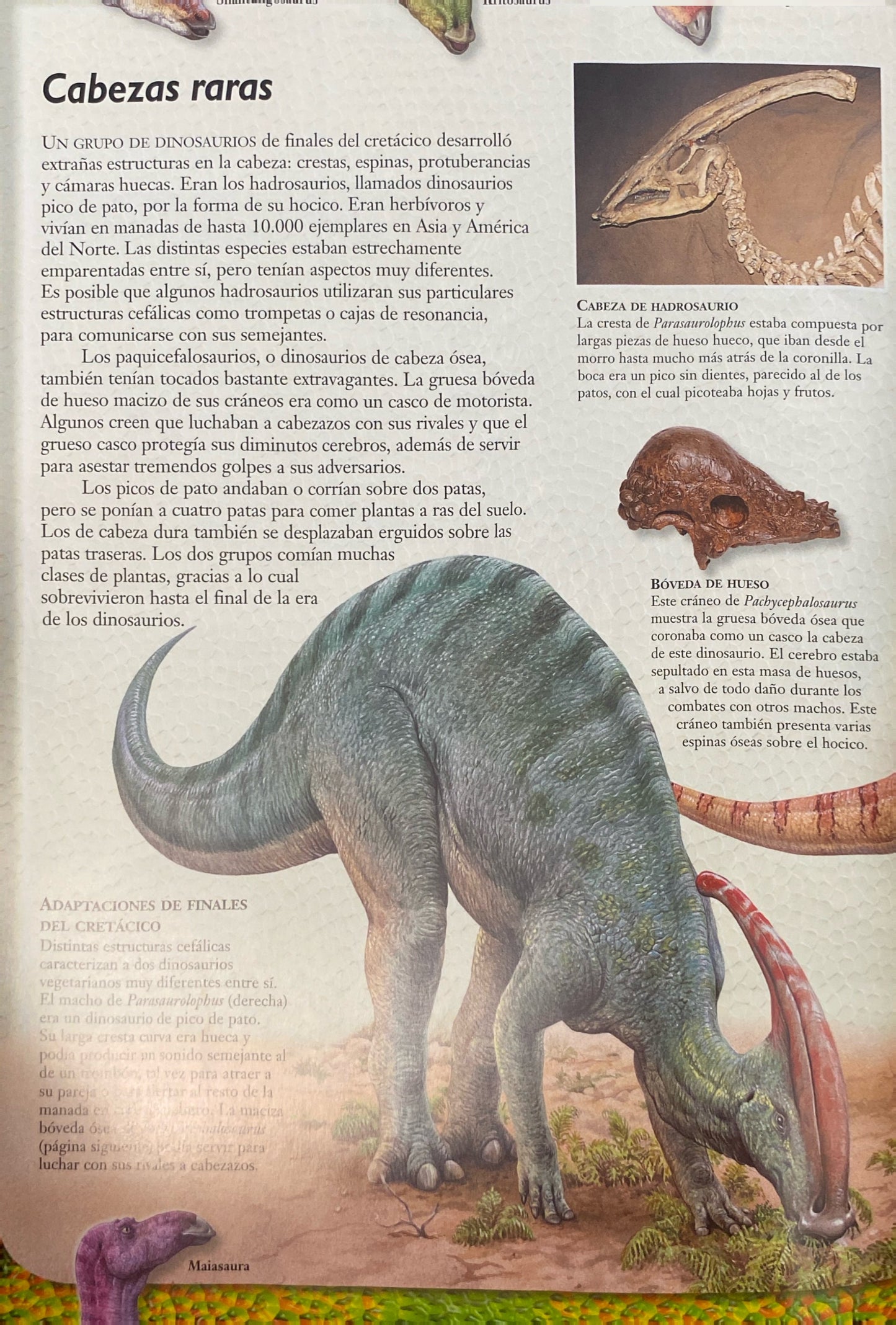 Los exploradores de Dinosaurios