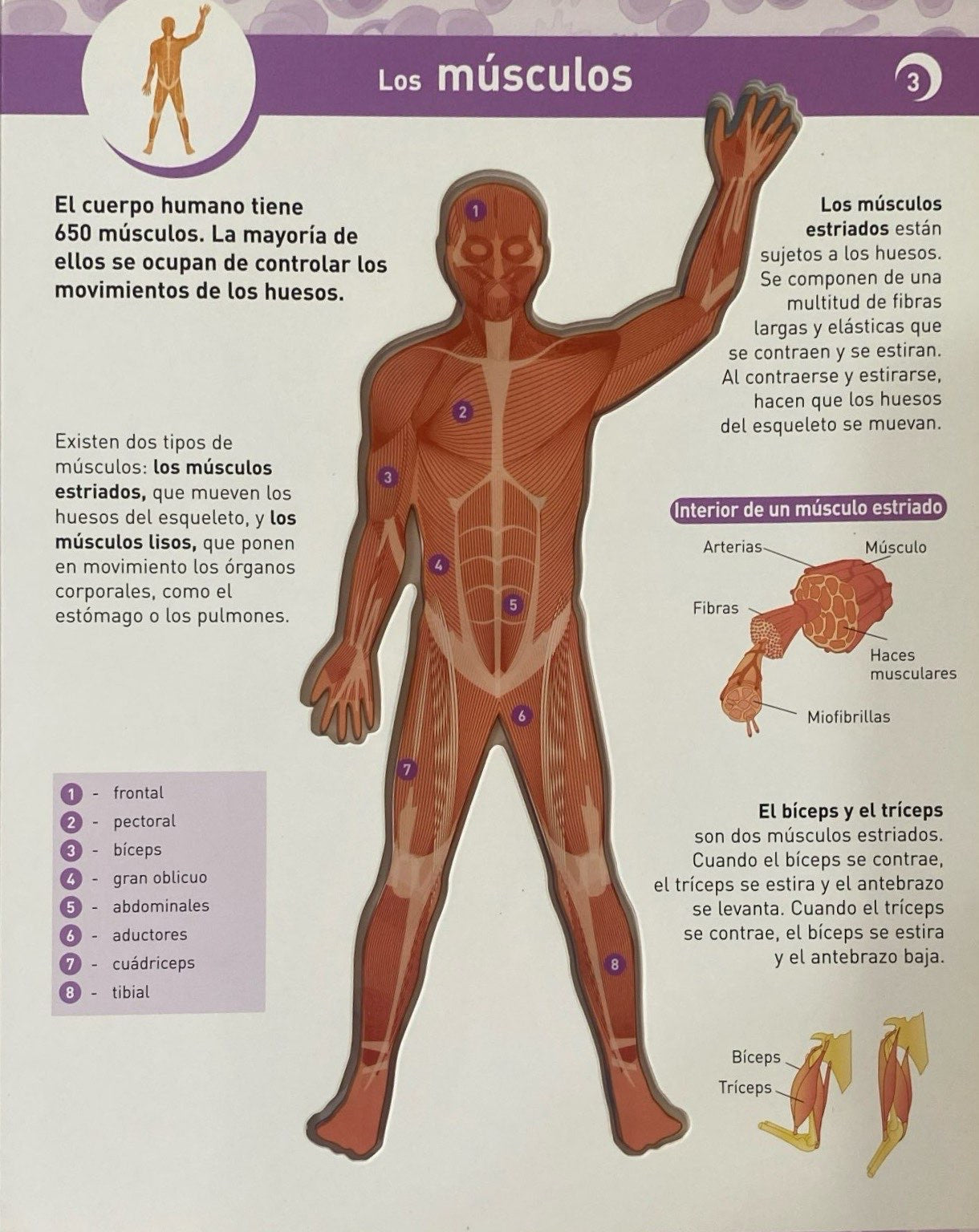 El cuerpo humano con transparencias