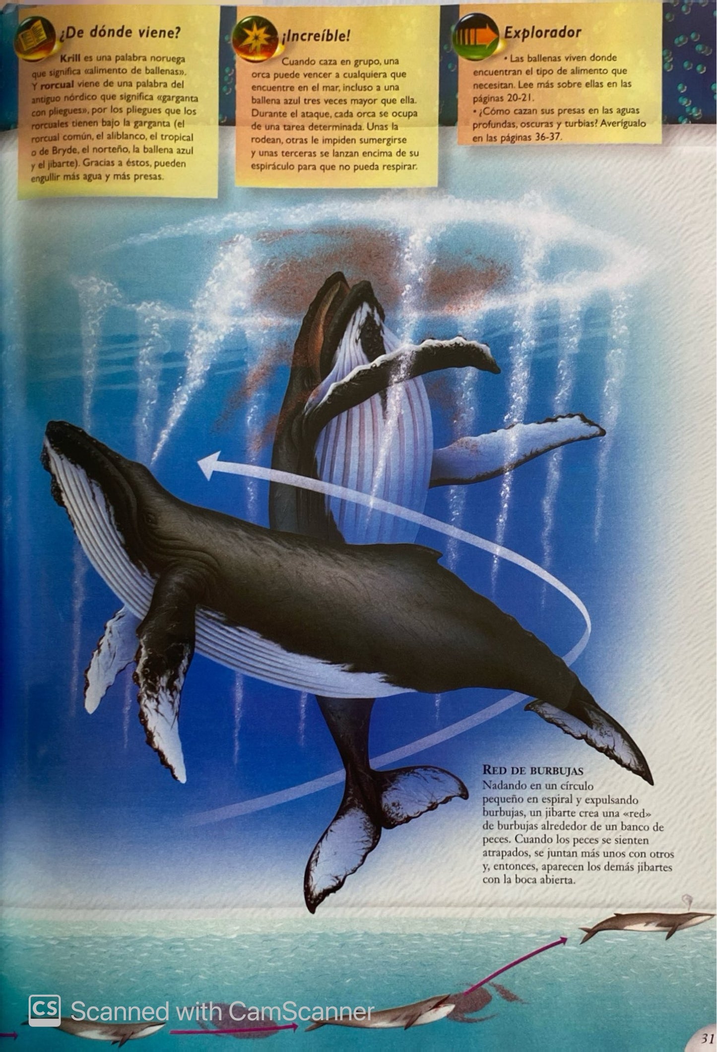 Exploradores de National Geographic Ballenas y delfines