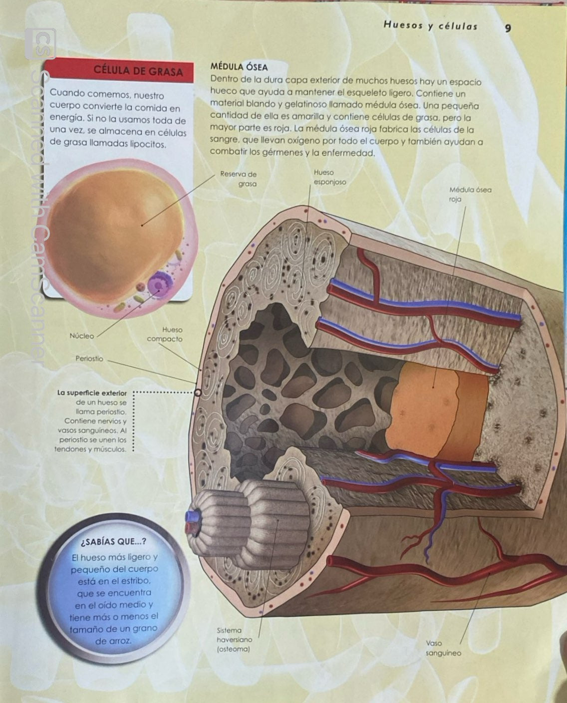 Primeros exploradores cuerpo humano