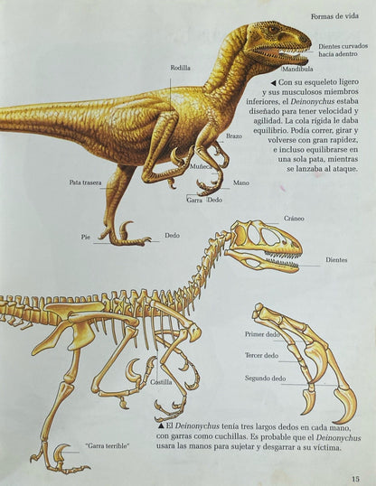 Deinonychus | Dinoclub